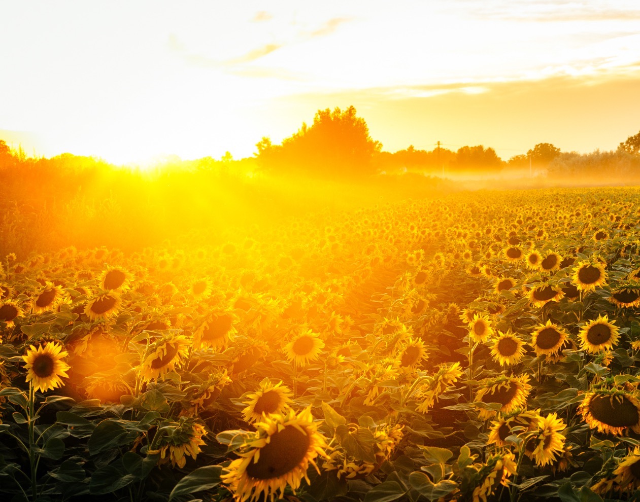 golden hour in sunflower field by Bijelic Leon