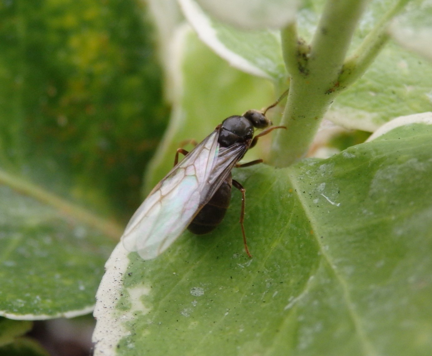 A winged queen black garden ant (Lasius niger), resting on a green leaf