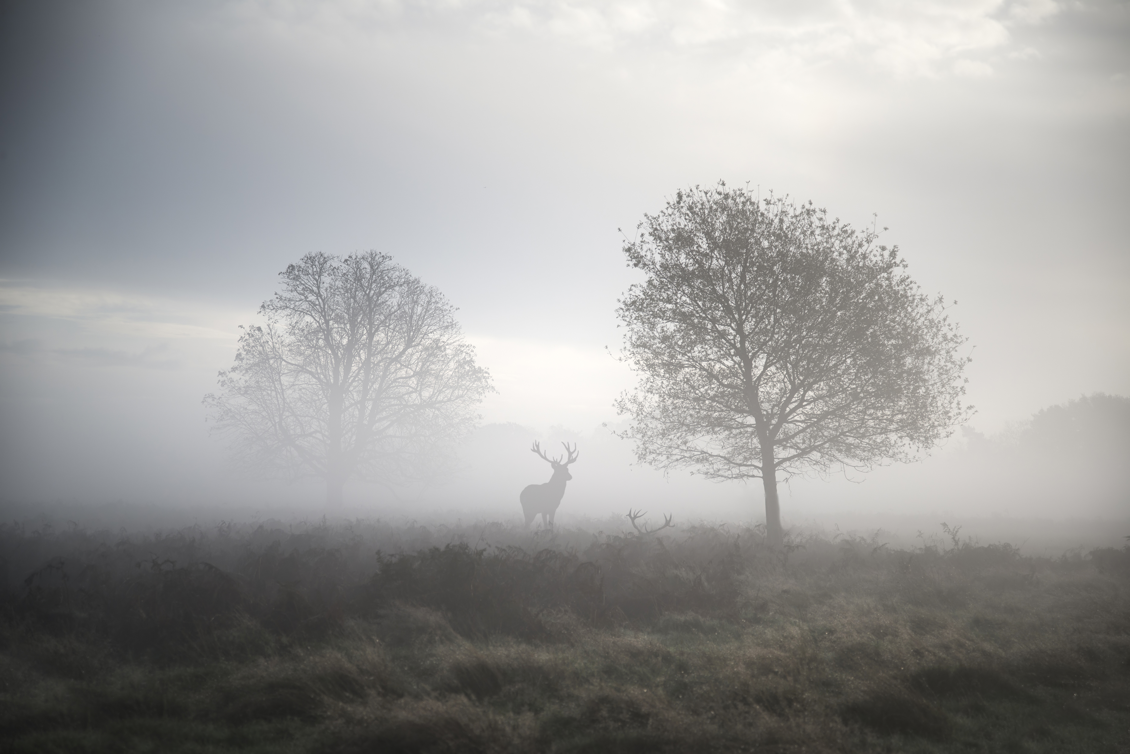 Red deer stag in atmospheric foggy Autumn landscape