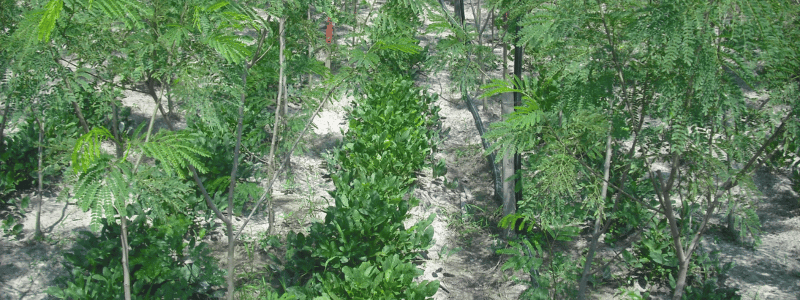 Image of a crop field
