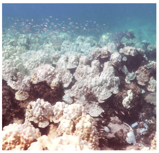 Bleached coral in the Florida Keys ©NOAA