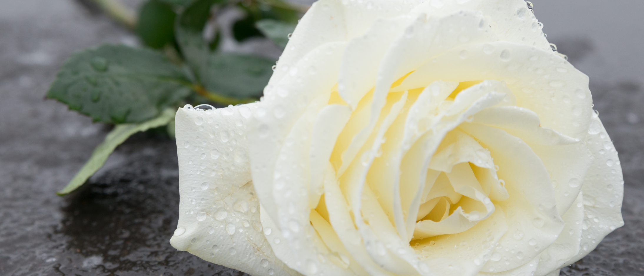 a single white rose with raindrops