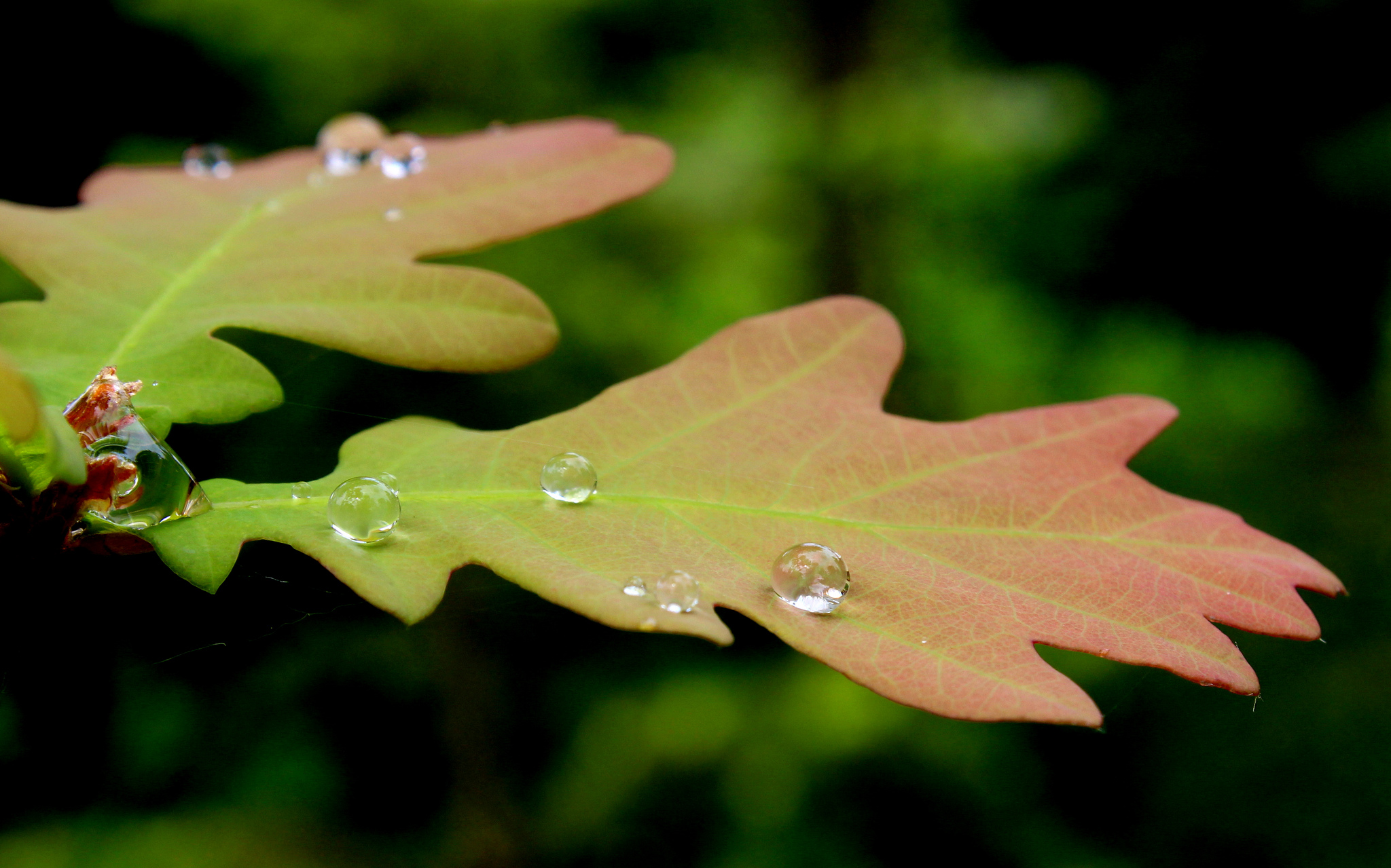 Oak Leaves in the rain