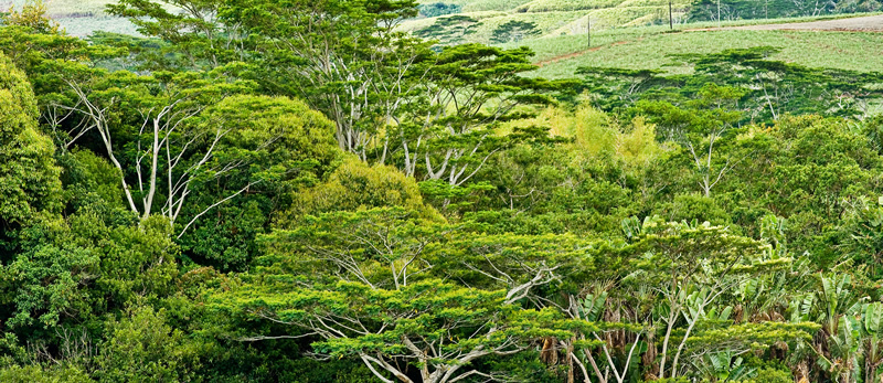 forest canopy