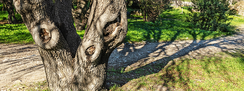 banner.are_tree_diseases_undermining.jpg