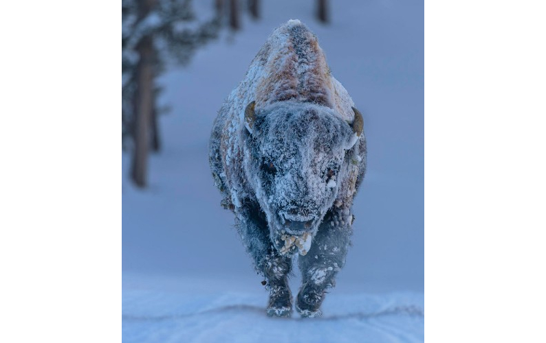 Frosty Bison © Laura Hedien