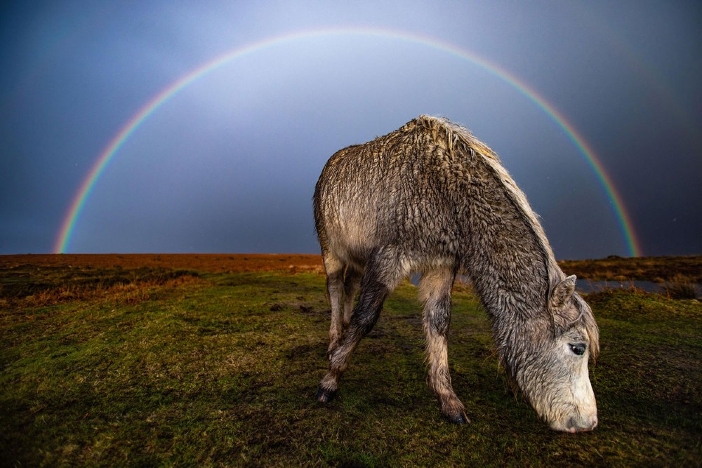 Under the Rainbow © Joann Randles