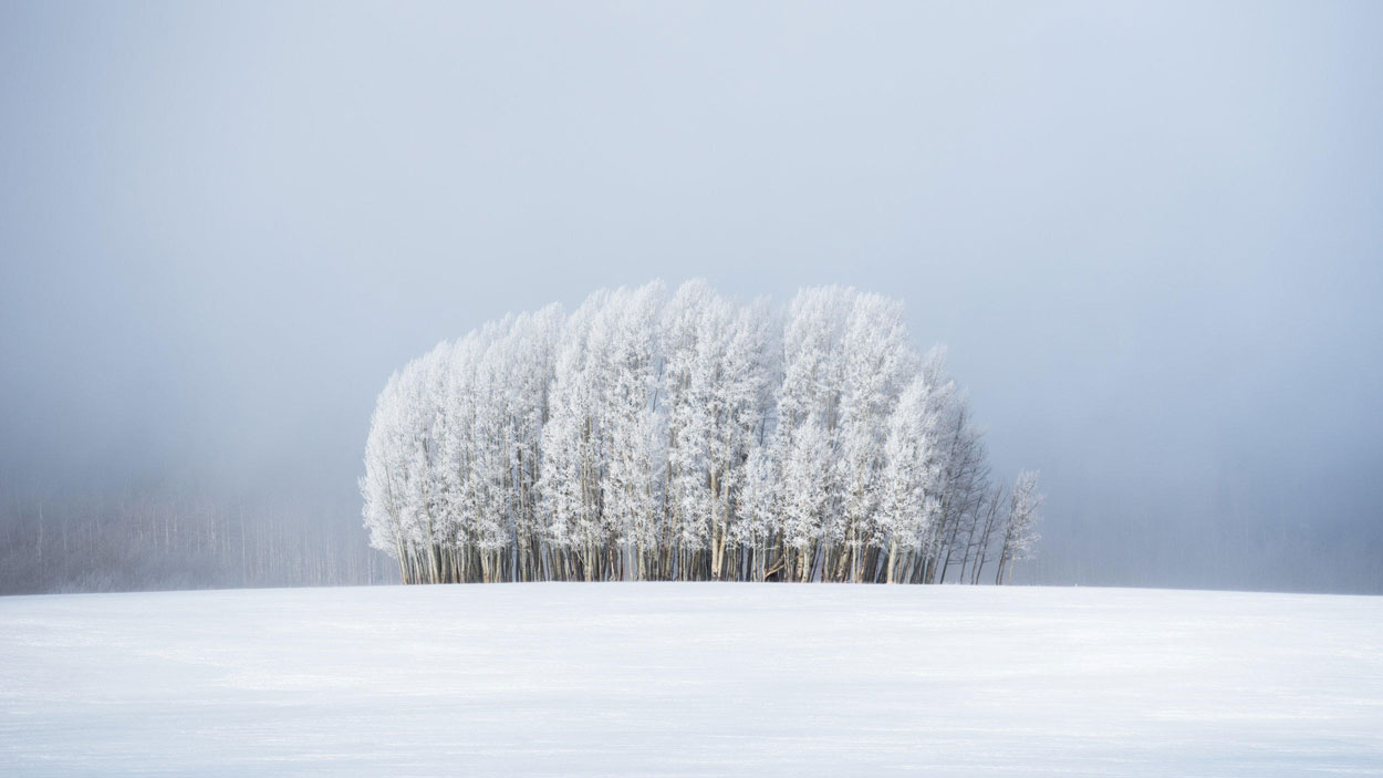 Trees & Fog © Preston Stoll