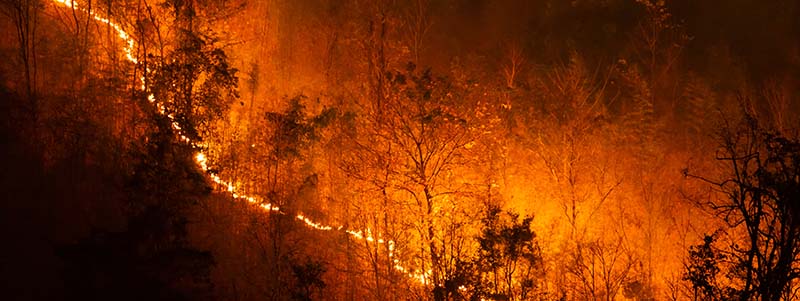 wildfire-800x300.jpg