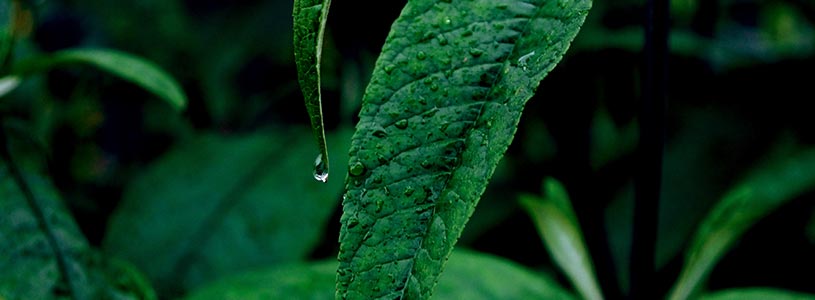 raindrop on green leaf