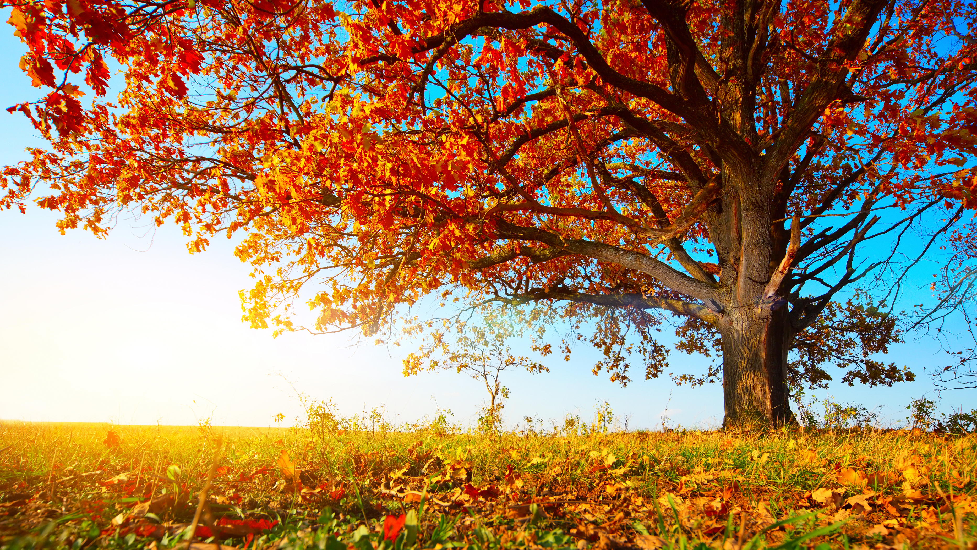 Autumn sunshine Autumn sunshine