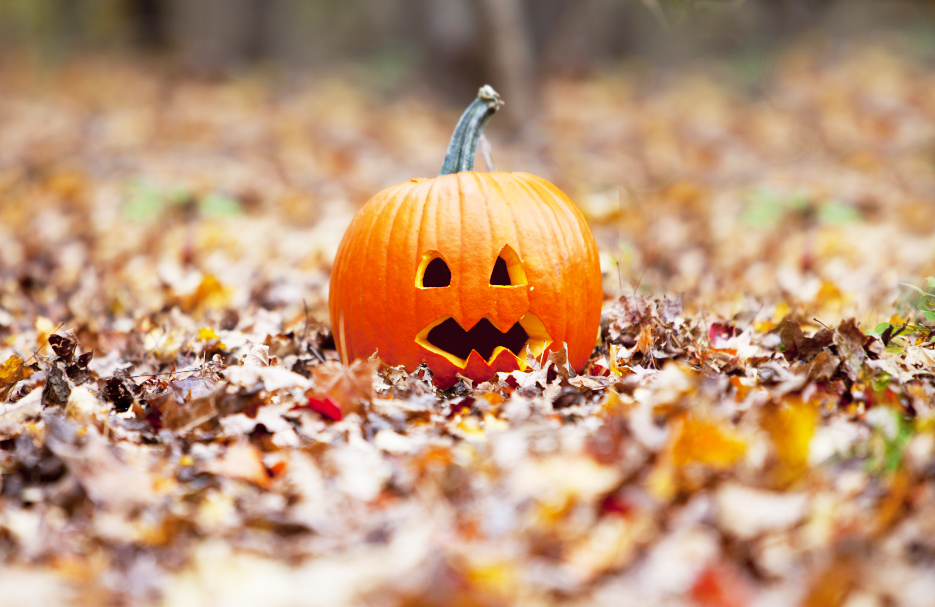 Pumpkin in autumn leaves