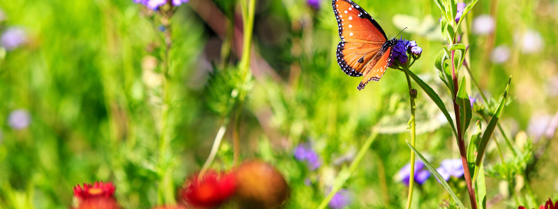 Gardening for wildlife