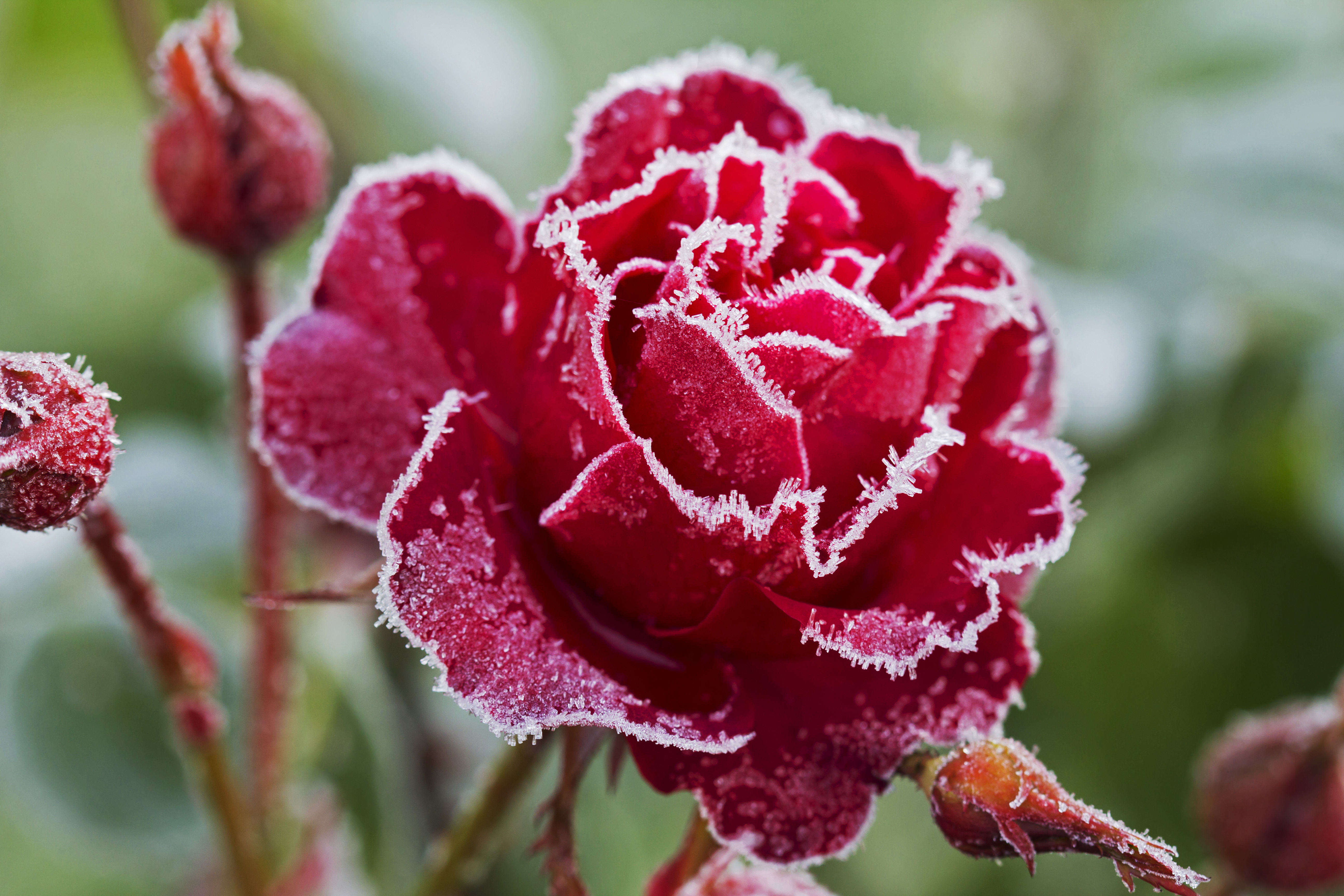 Frost on a rose