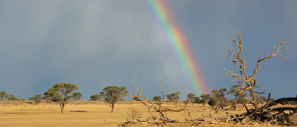 Africa Rainbow