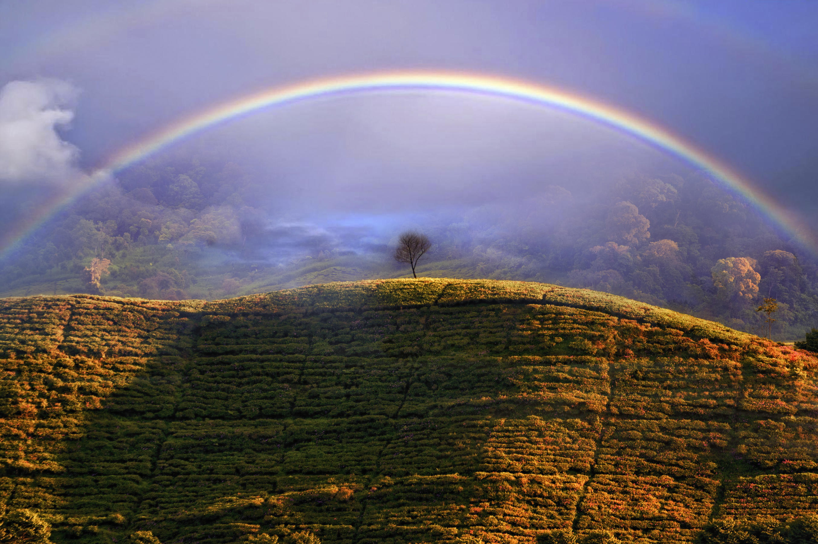 Misty Rainbow