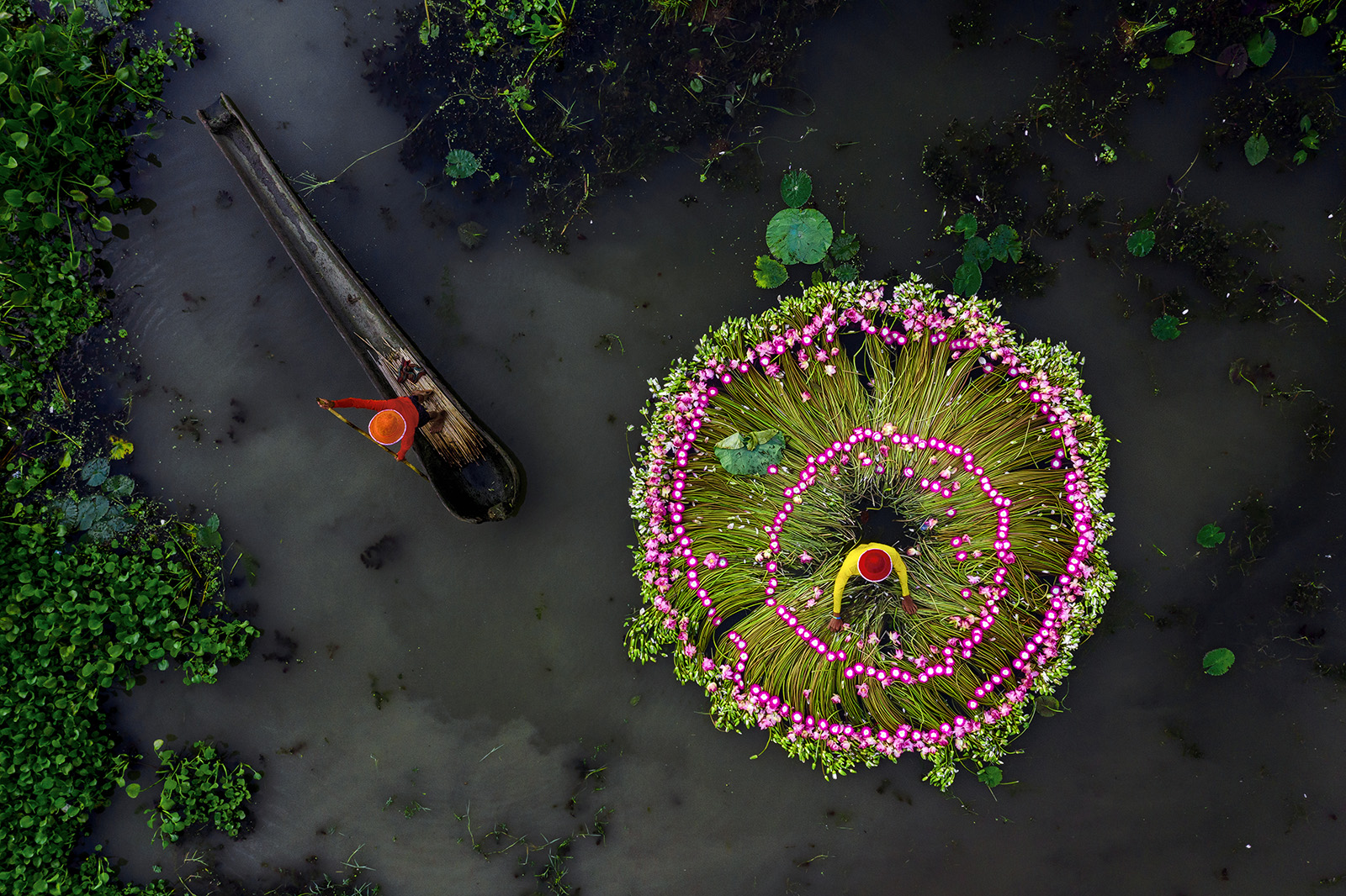 Waterlily Harvesting by Shibasish Saha