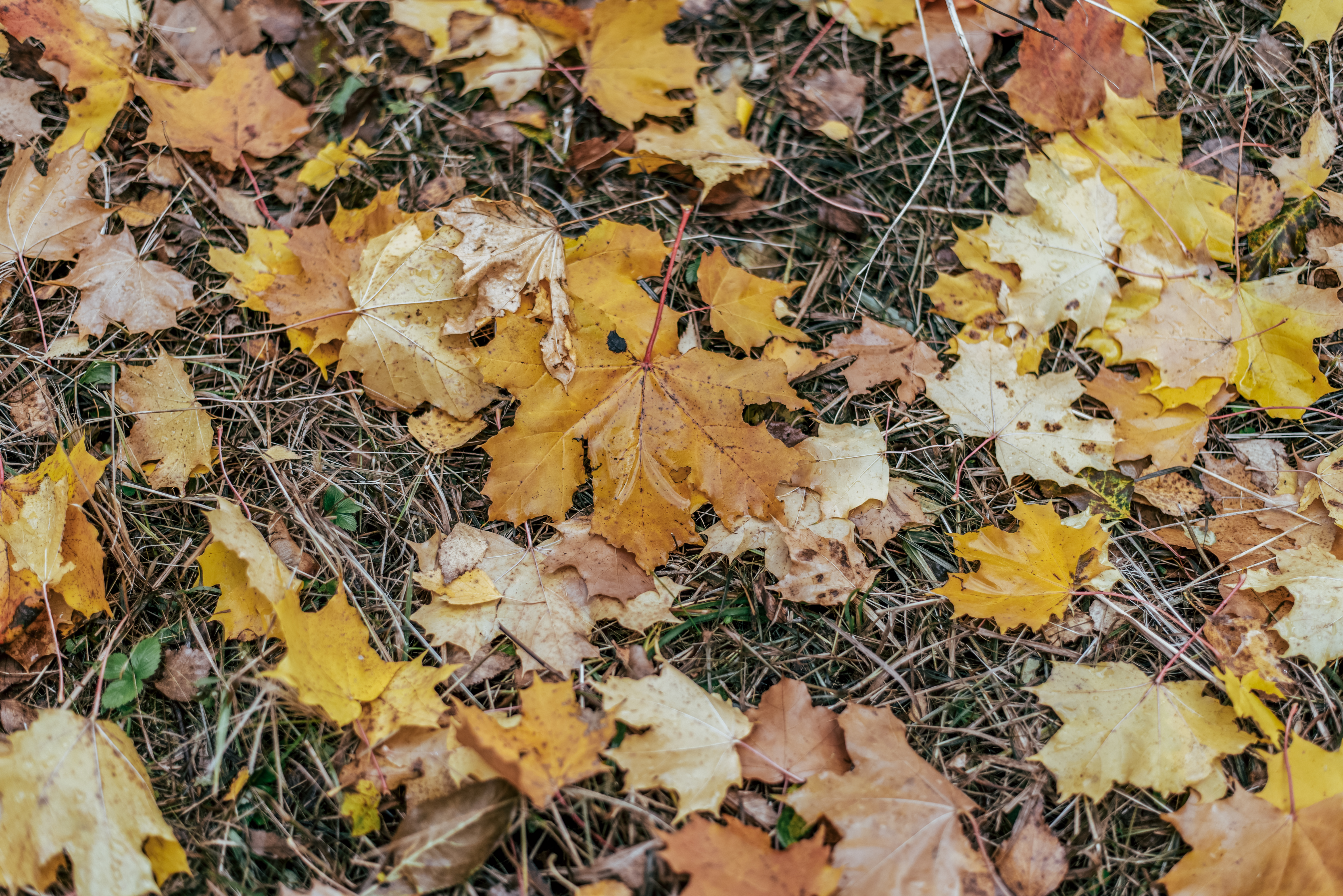 Brown leaves on the grass Brown leaves on the grass