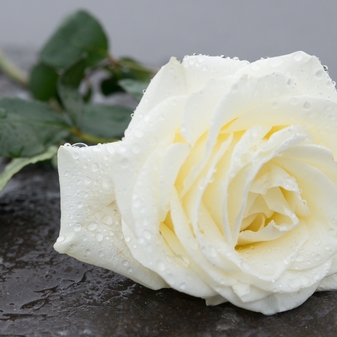 Image of White Rose