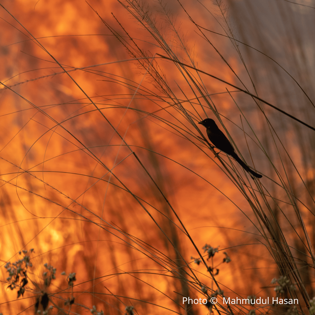 Fire on Man-Made Jungle by Mahmudul Hasan