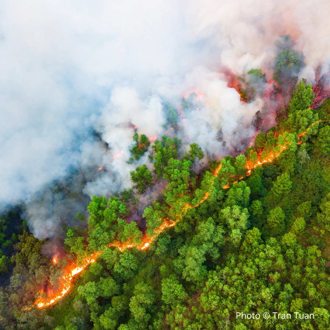 Forest Fire Boundary by Tran Tuan