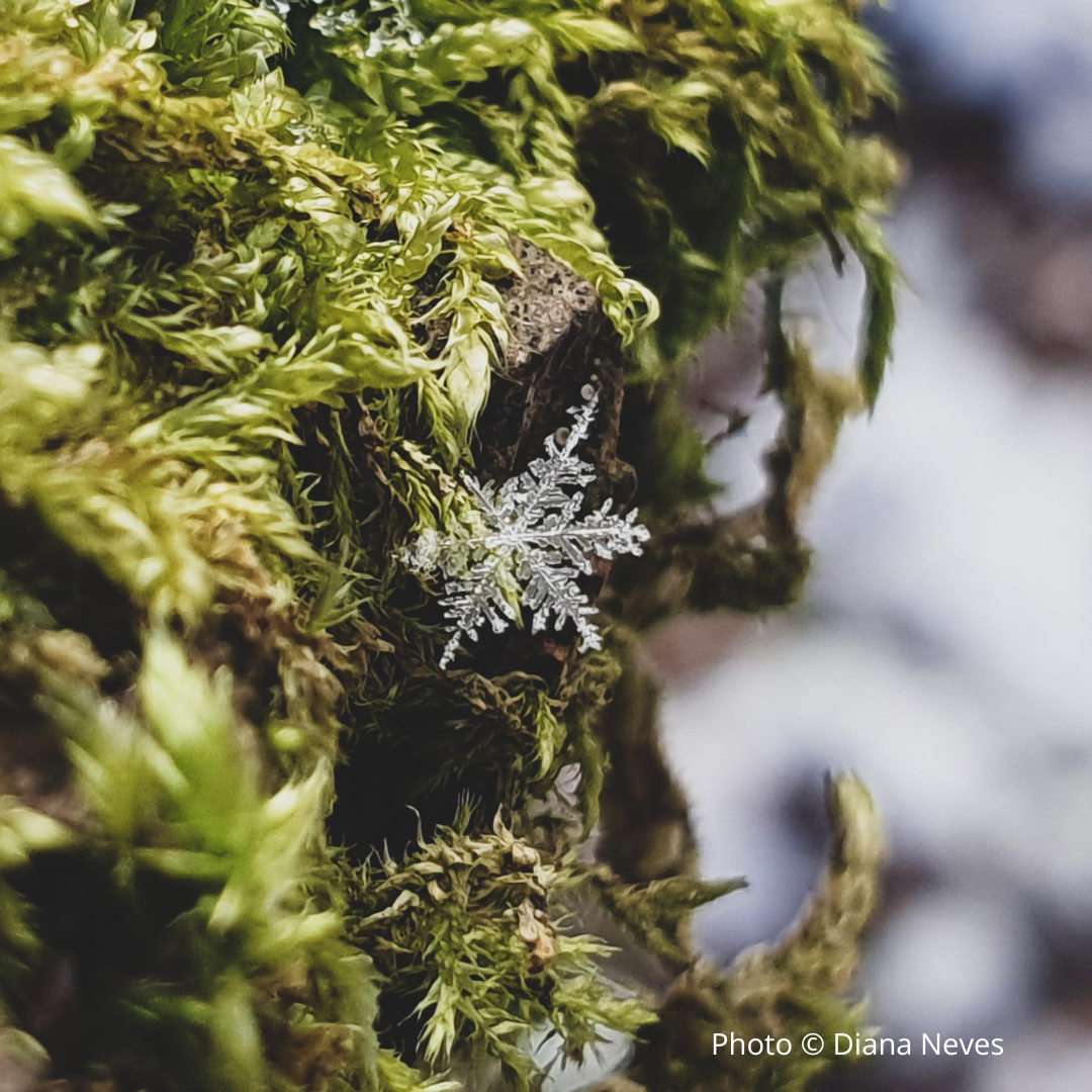 Snowflake fall by Diana Neves