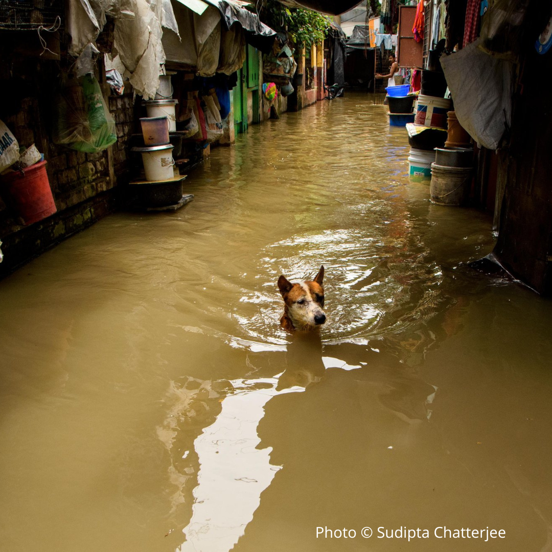 Waterlogged by Sudipta Chatterjee