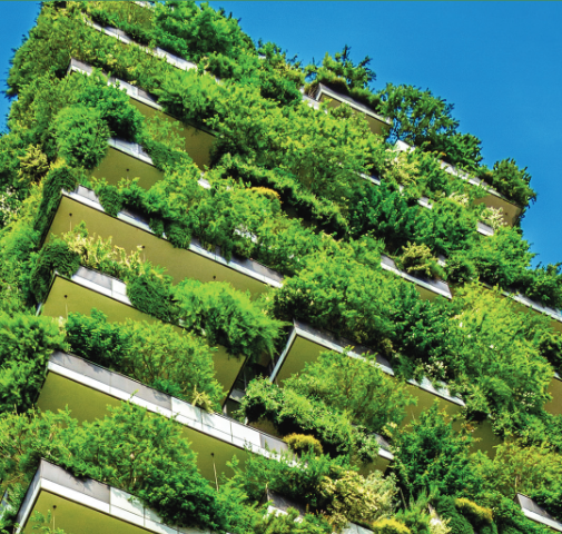 Foliage growing on building 