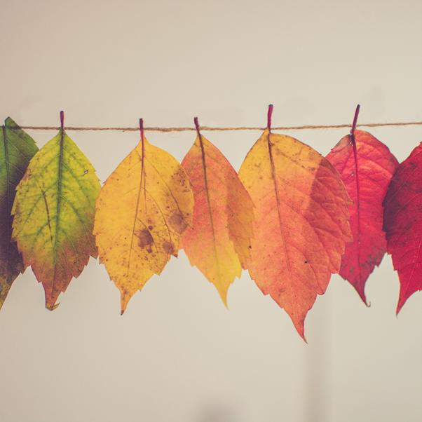 Colourful leaves on a line