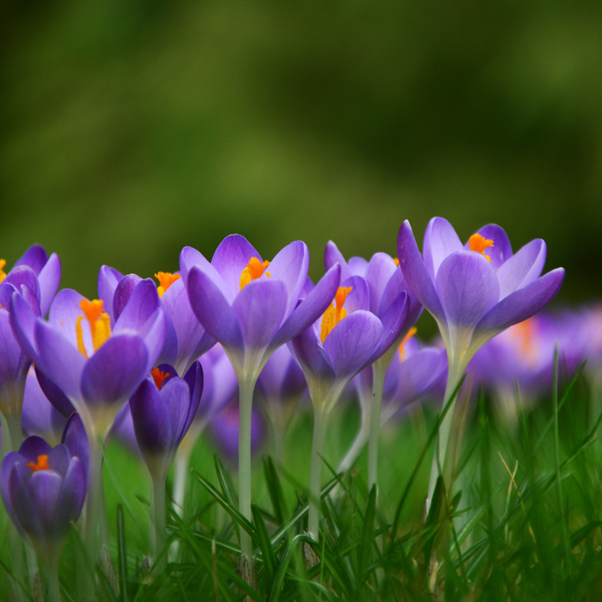 Purple spring crocuses