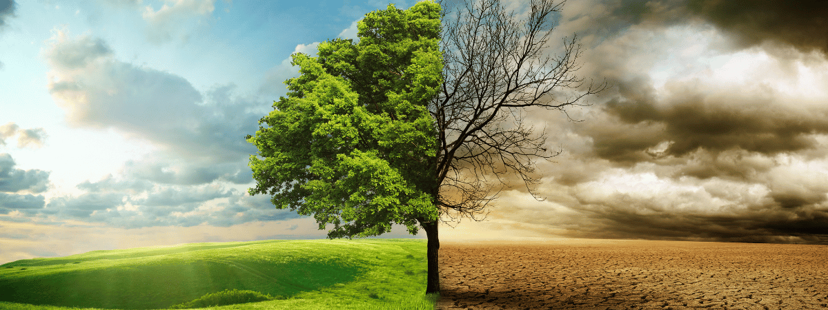Image of tree with half healthy and half in drought