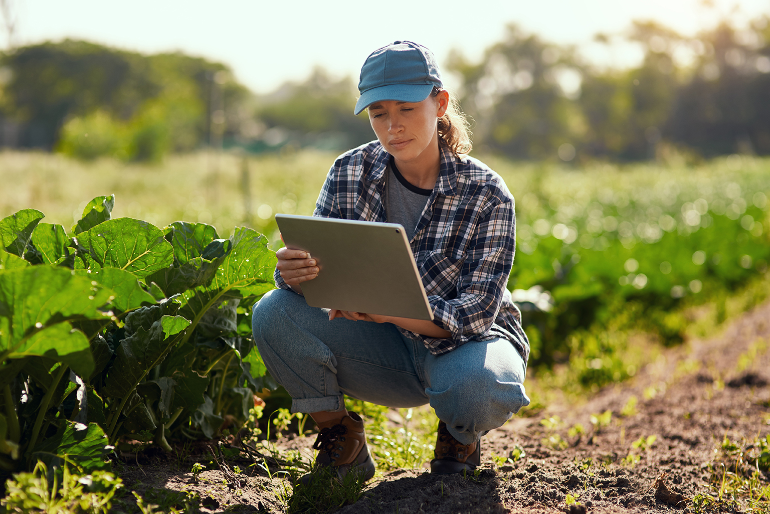Person kneeling in green crop field reading from electronic tablet