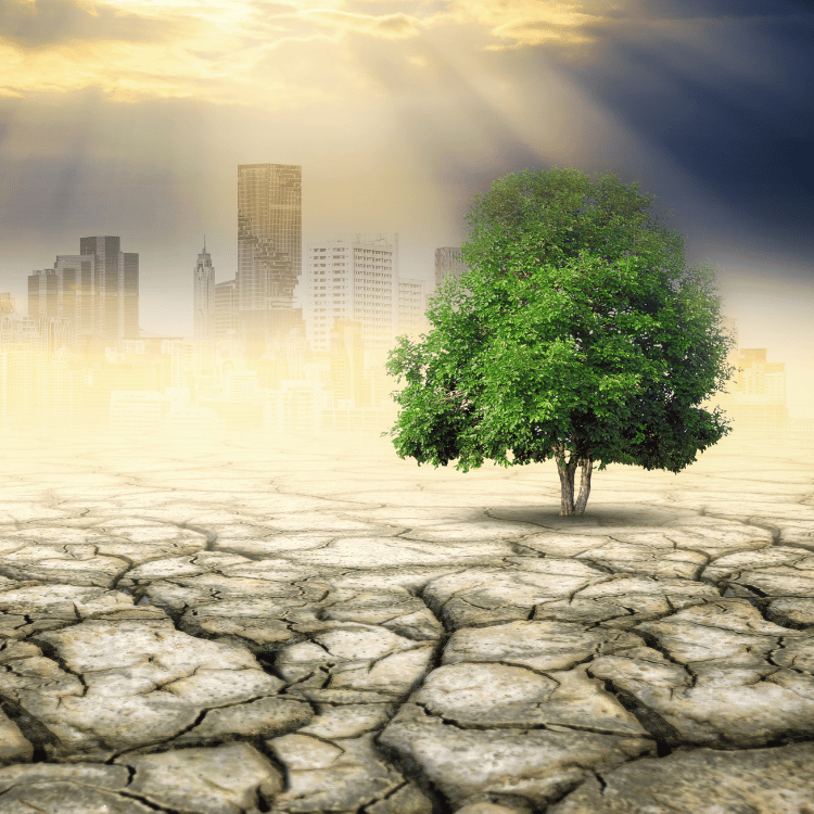 A green tree stands on broken earth in the sun