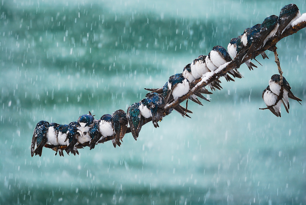 Seemingly Surreal Swallows in a Spring Snowstorm