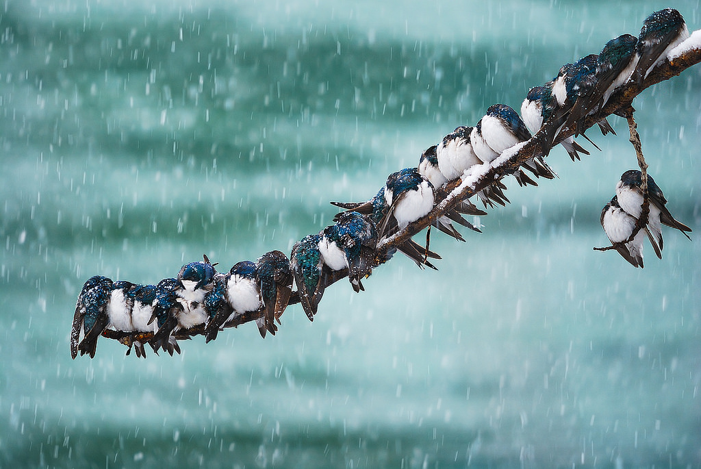 Seemingly Surreal Swallows in a Spring Snowstorm Seemingly Surreal Swallows in a Spring Snowstorm
