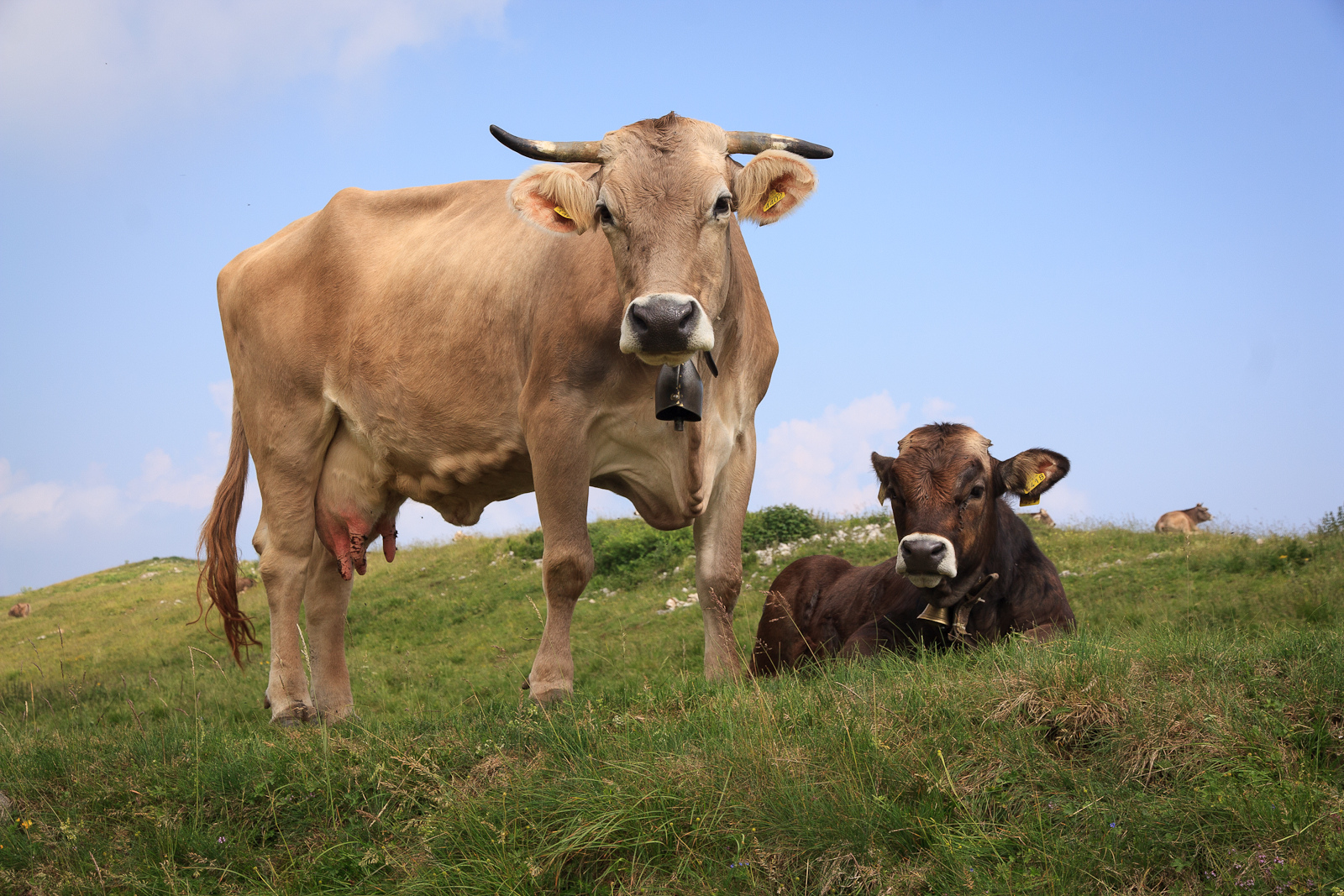 Cows at ease