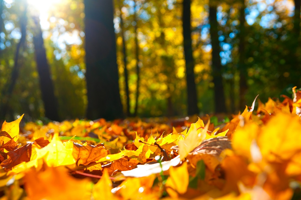 2016 has been a particularly beautiful autumn in the UK 2016 has been a particularly beautiful autumn in the UK