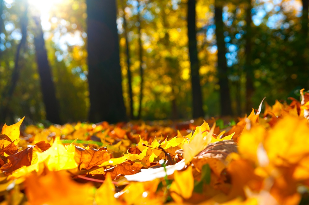 2016 has been a particularly beautiful autumn in the UK