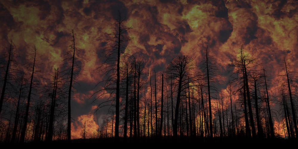 Bushfires Bushfires
