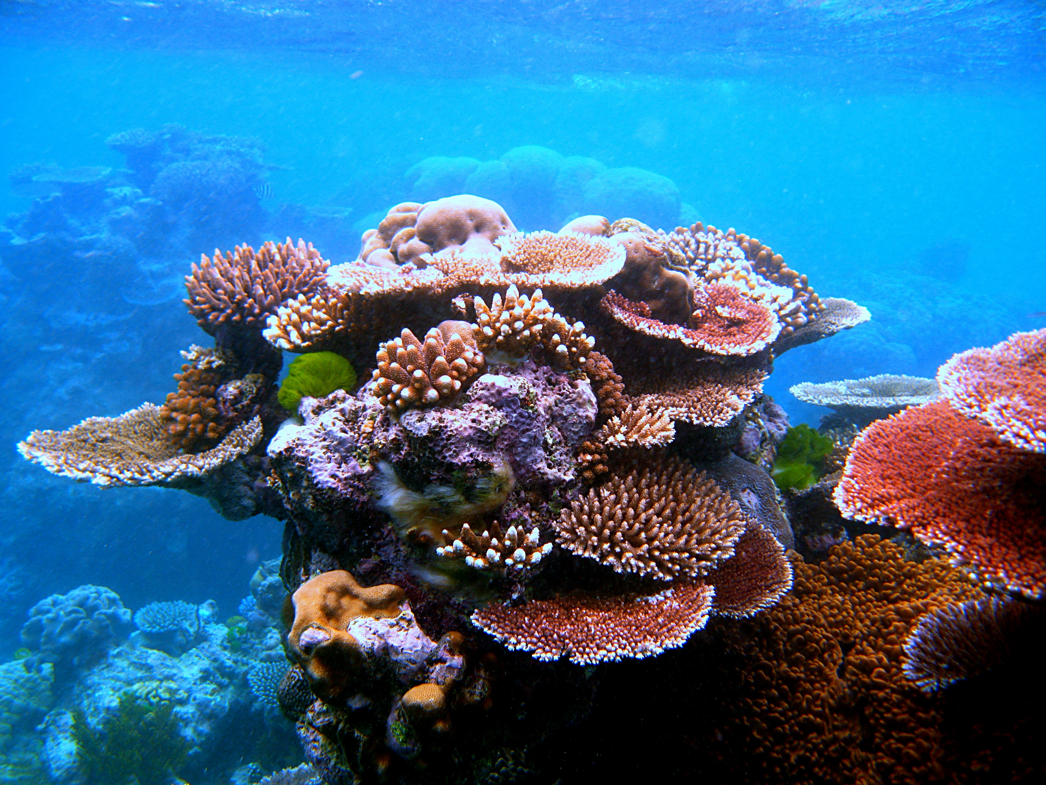 Coral Reef