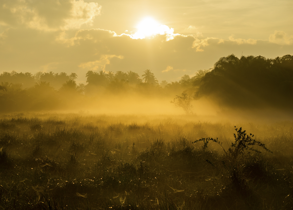 Morning fog