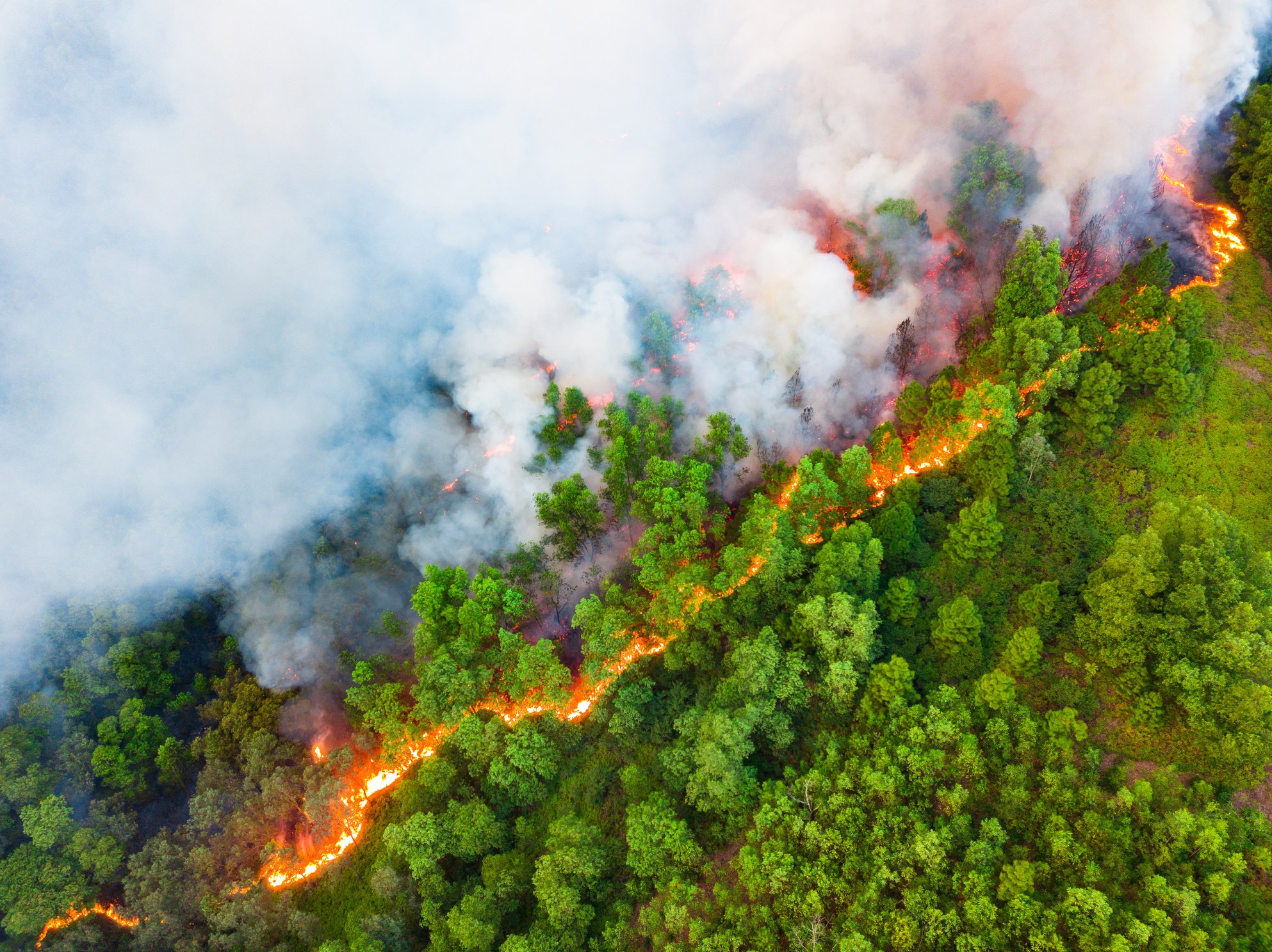 Forest Fire Boundary © Tran Tuan