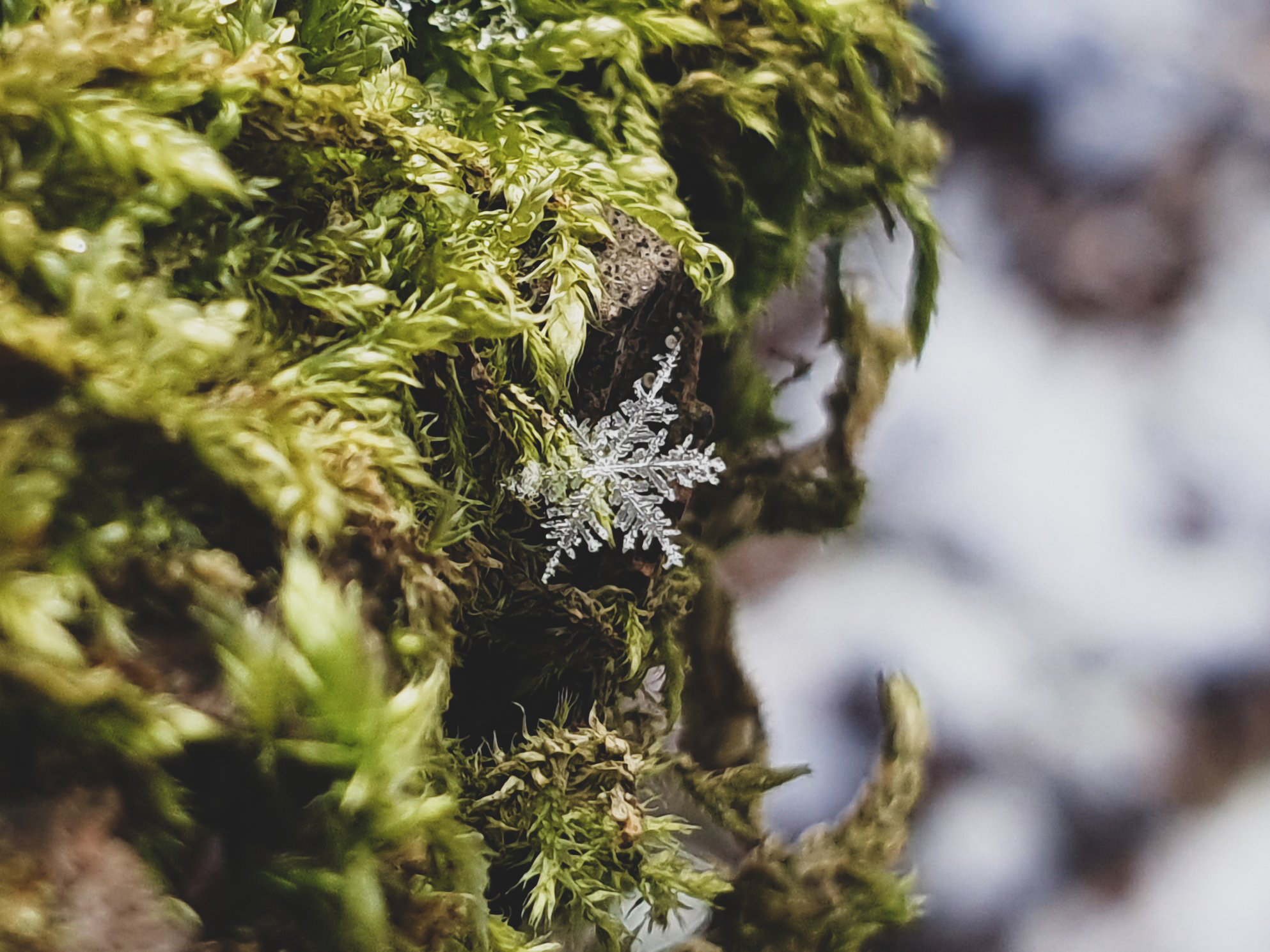 Snowflake Fall © Diana Neves