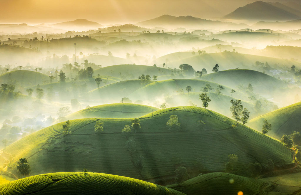 Green tea hills in Vietnam