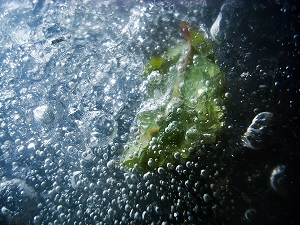 A leaf frozen in ice