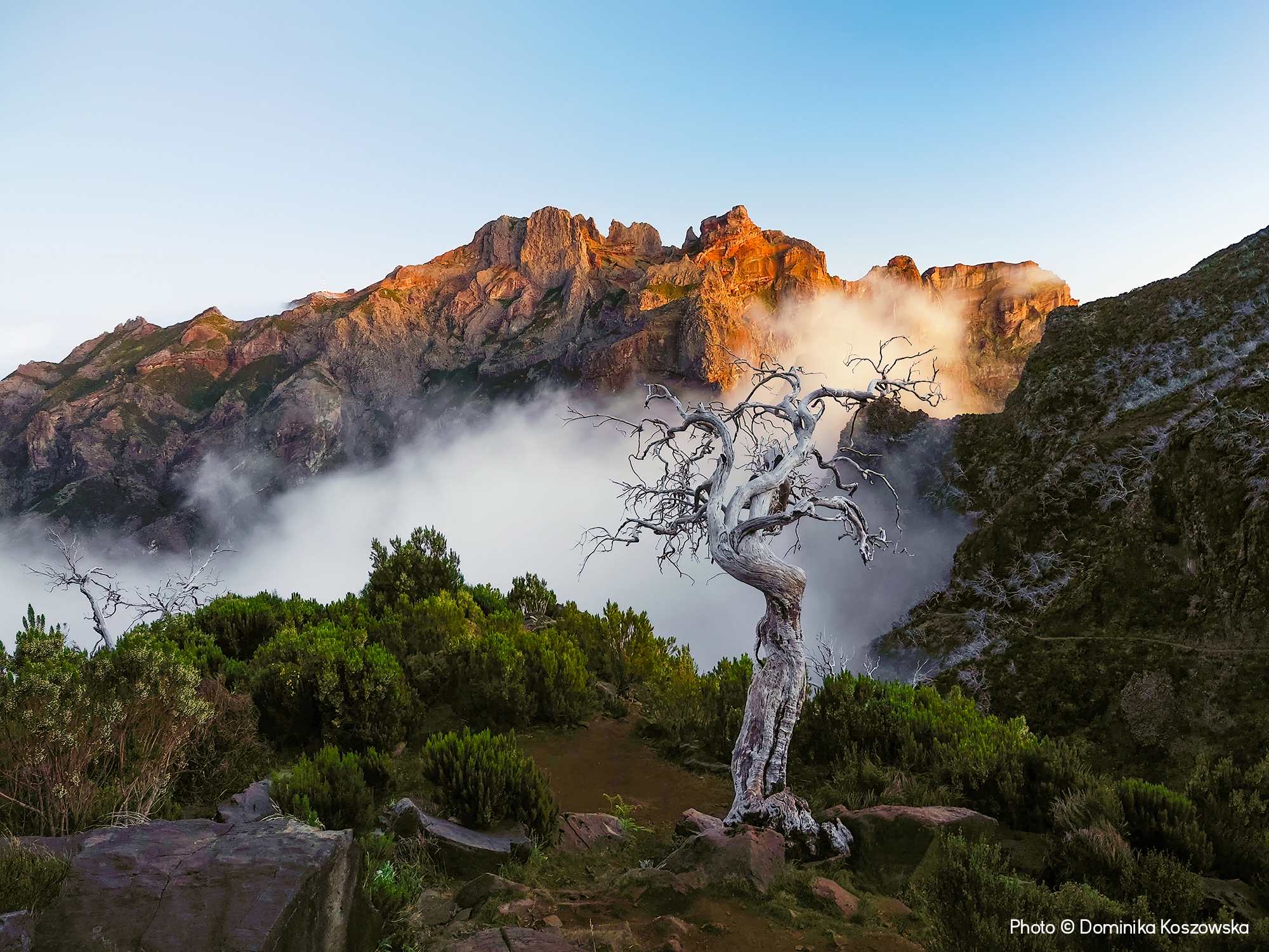 Lone Tree © Dominika Koszowska