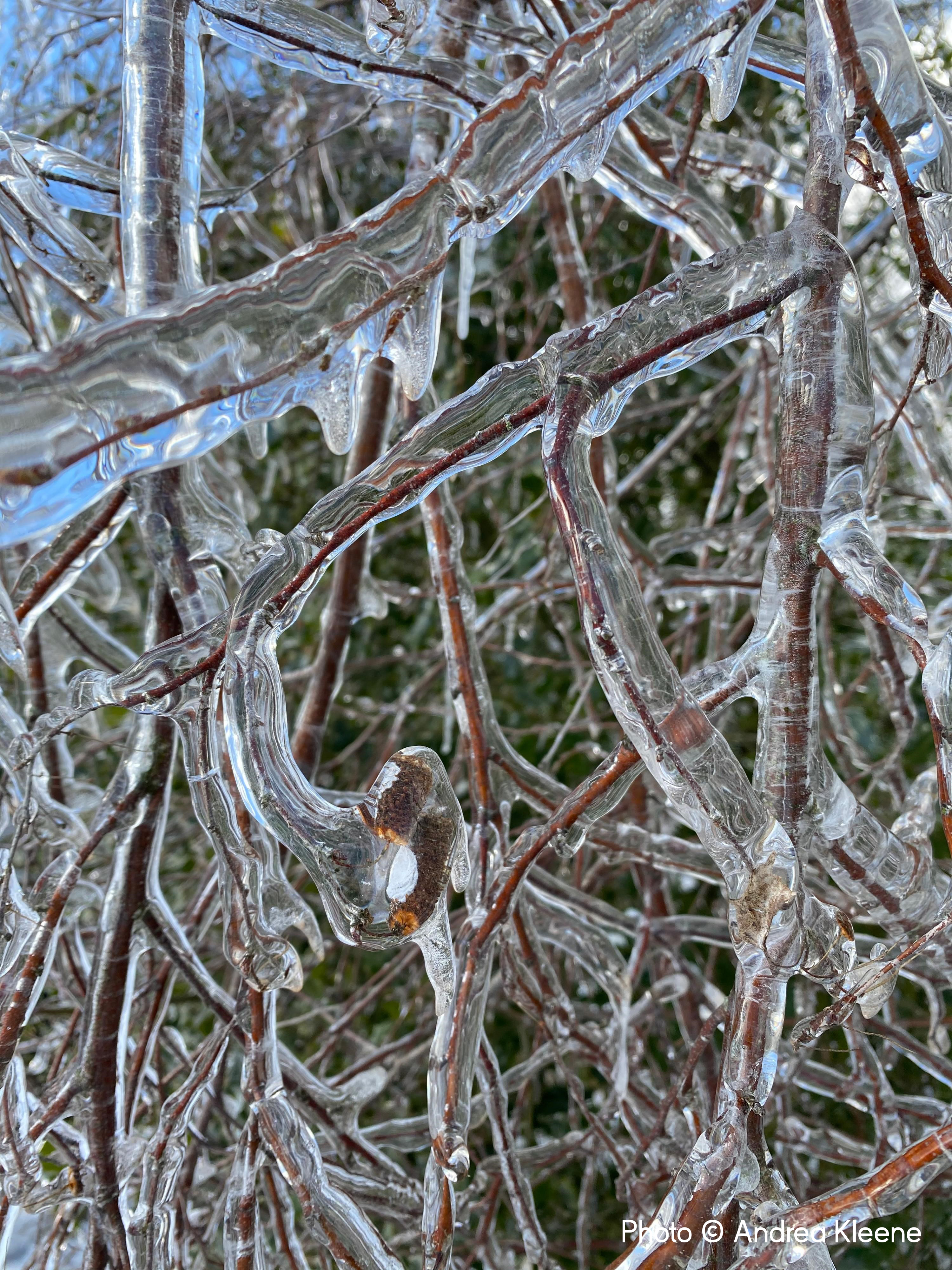 The Ice Storm © Andrea Kleene