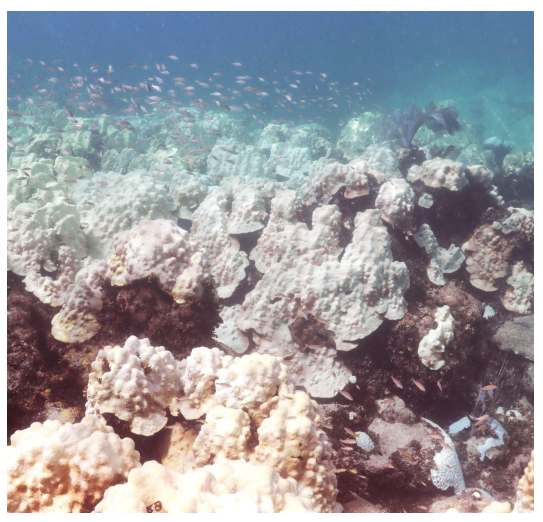 A bleached Cheeca Rocks coral reef located in the Florida Keys National Marine Sanctuary, picture courtesy of NOAA