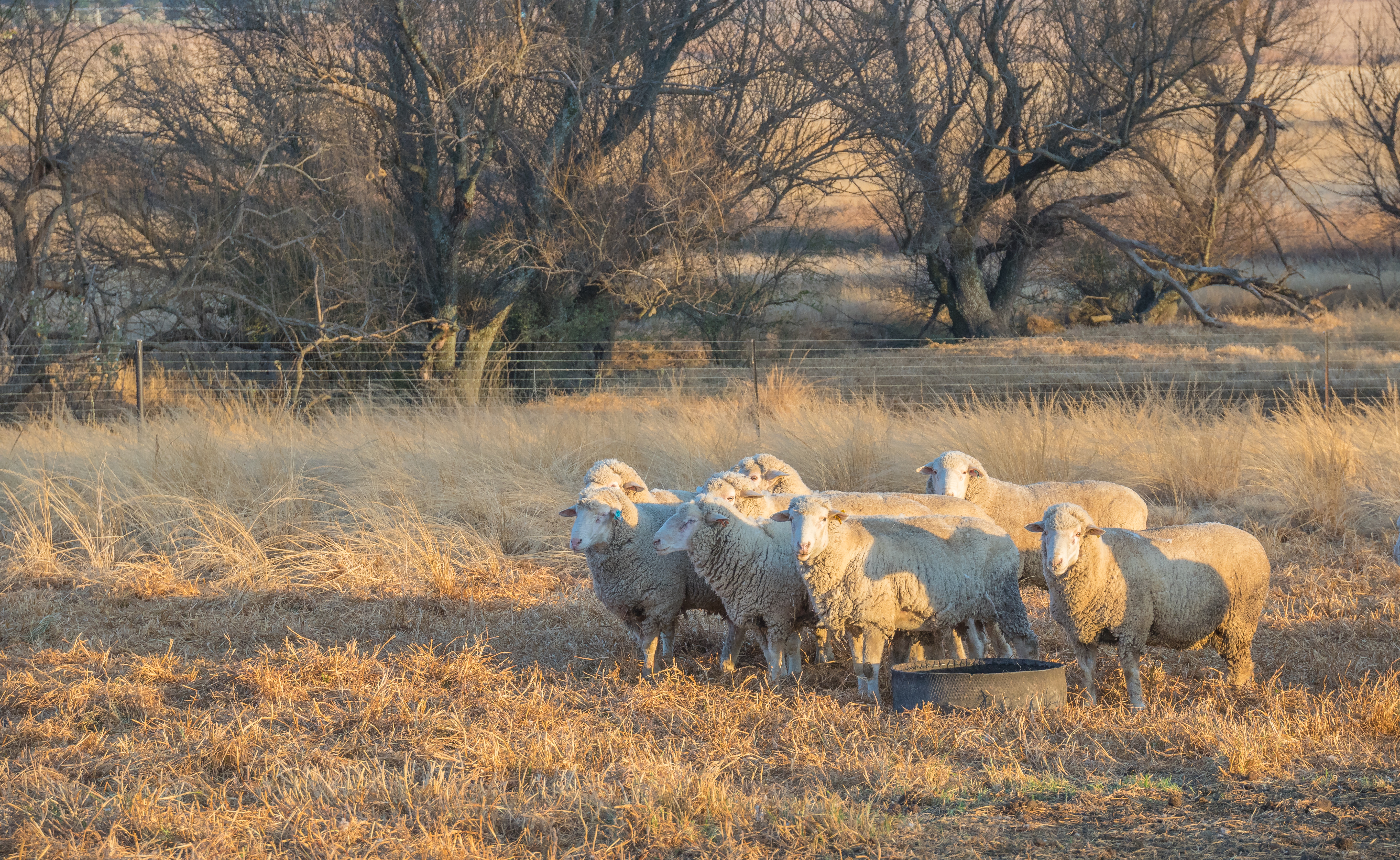 Sheep huddling together