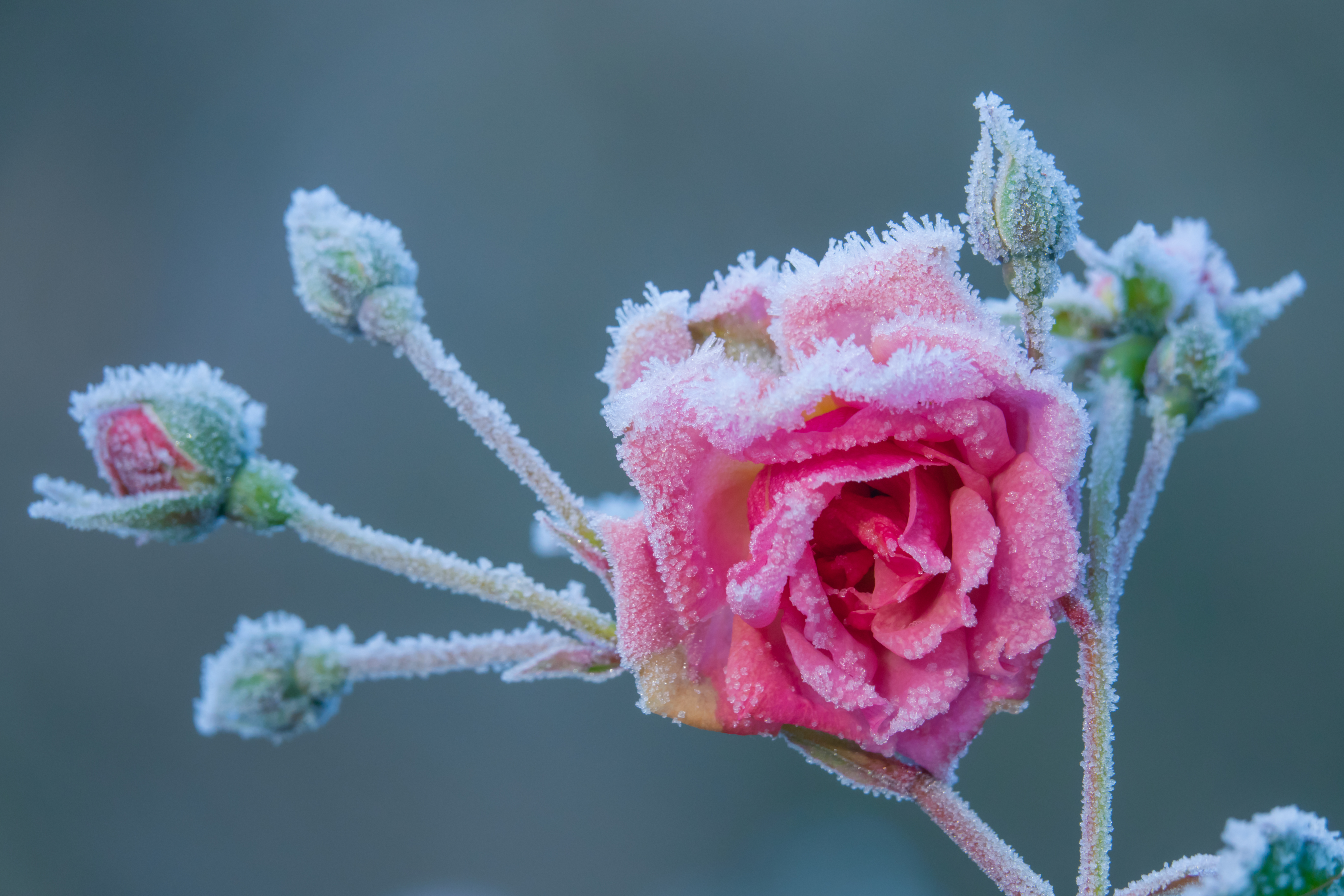 Frost on flower